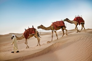 Camel-train-in-Dubai-UAE