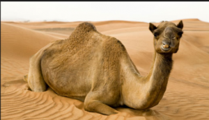 This is what the camel looked like after I birthed its baby. 
