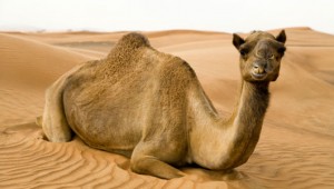 az_camel