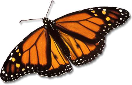 monarch-butterfly_large
