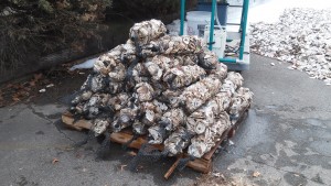 Here are all the shells we washed and stacked! 