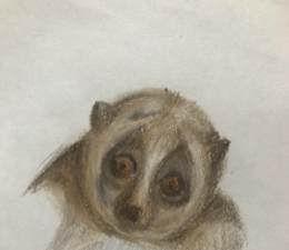 Suko’s Exotic Animal with Drawing by Alden Homet
